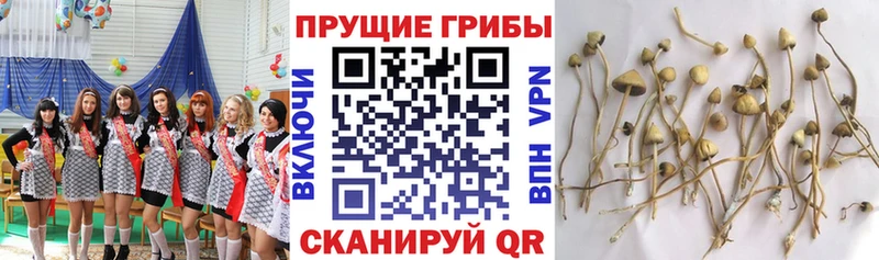 блэк спрут ссылки  Кукмор  Псилоцибиновые грибы MAGIC MUSHROOMS 